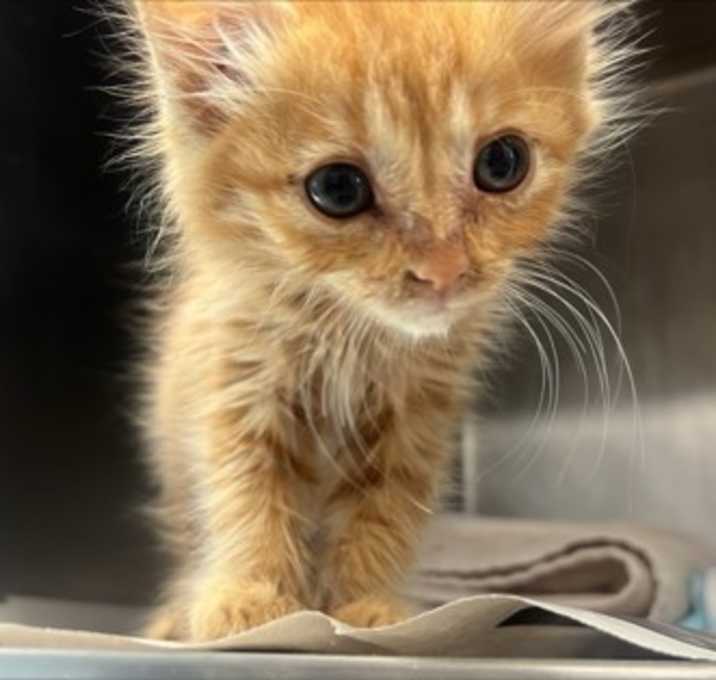 Photo of Molly Weasley