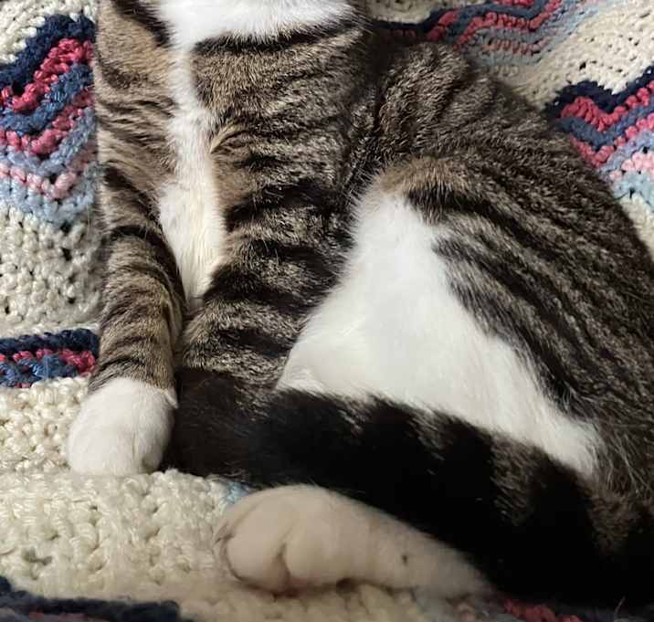Photo of Rajah