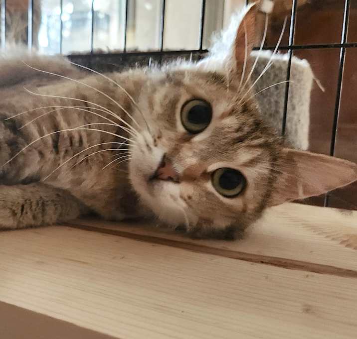 Photo of NELLIE