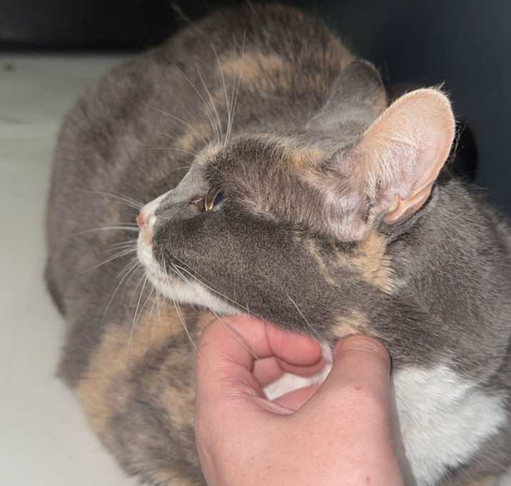 Photo of Mooshie