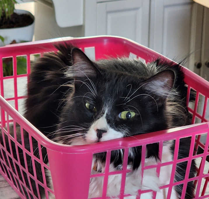 Photo of Zoey