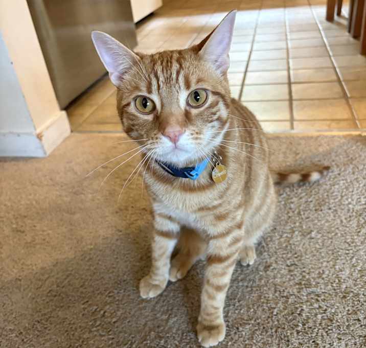 Photo of Cheeto