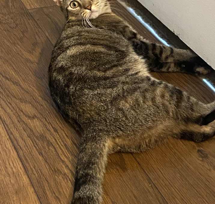 Photo of Lovey