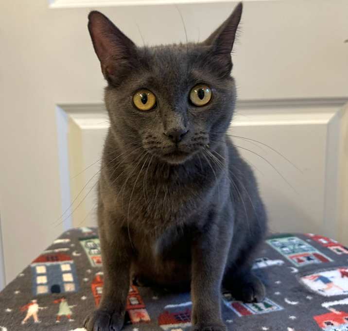 Photo of Blueberry