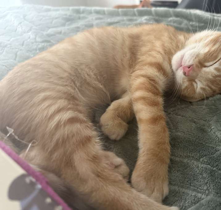Photo of Butterscotch
