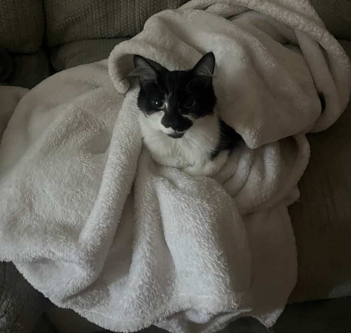 Photo of oreo