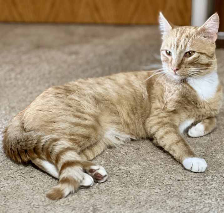 Photo of Cheddar