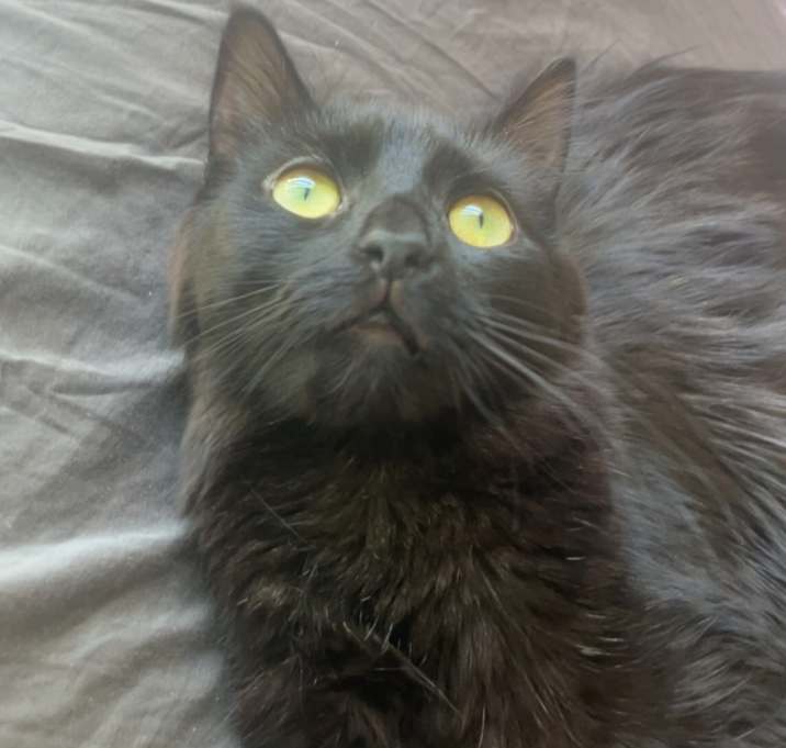 Photo of coco