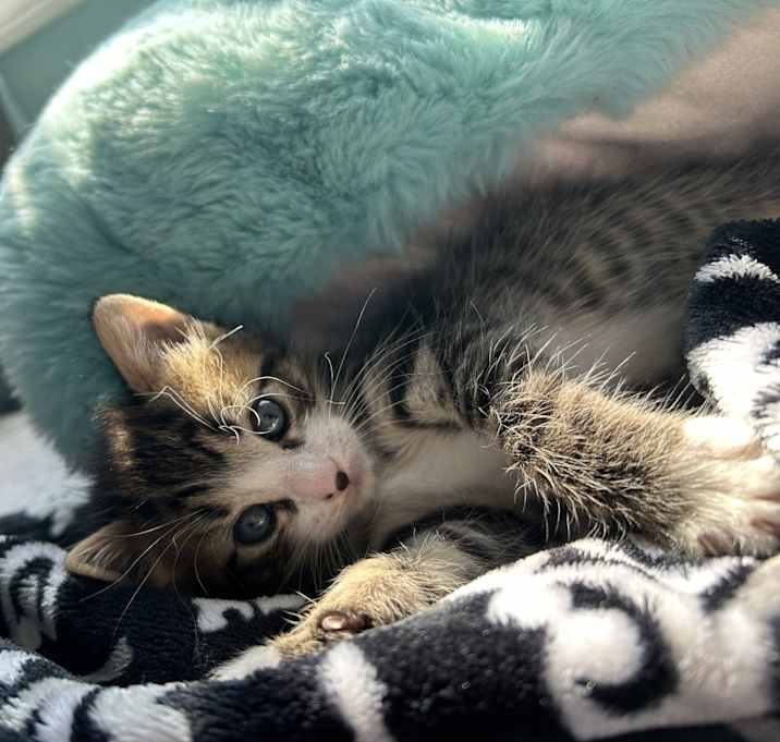 Photo of Kiki