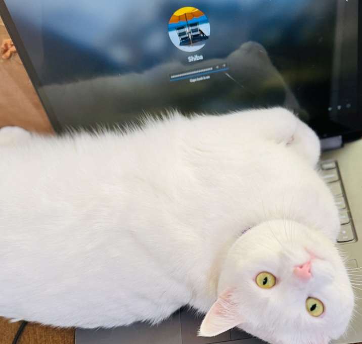 Photo of Luna
