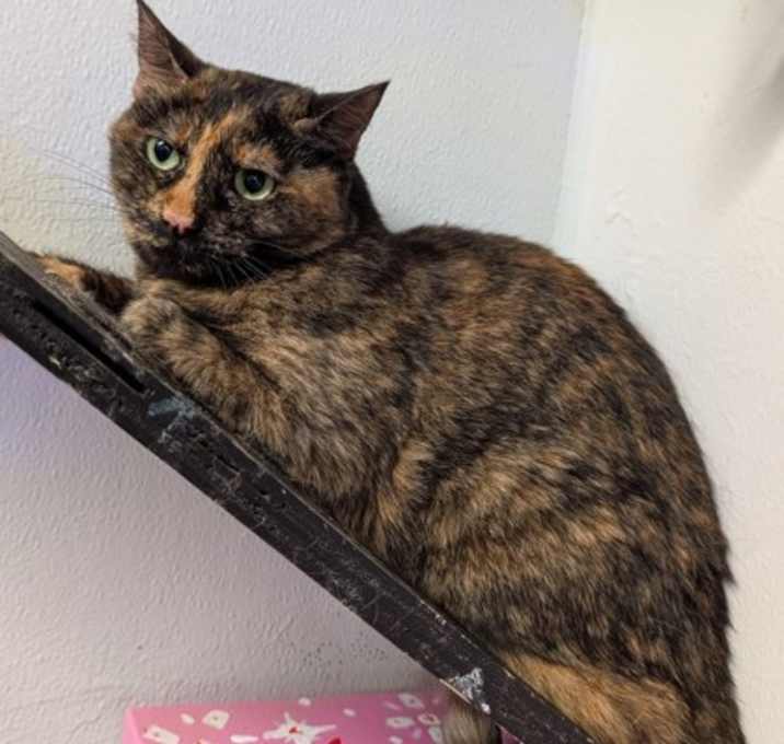 Photo of Alice