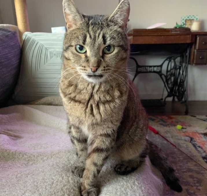 Photo of Zinnia