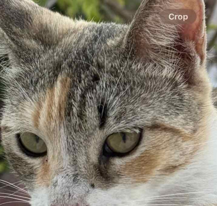 Photo of Ginger