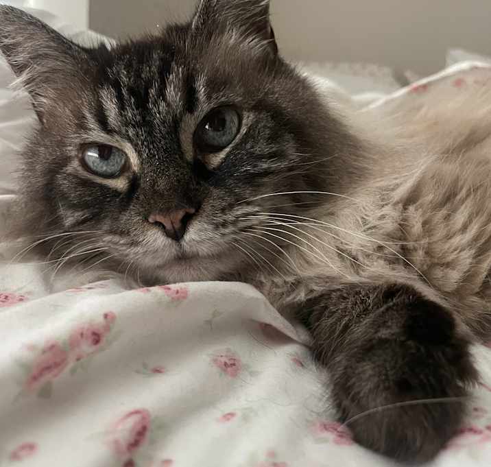 Photo of Lucy