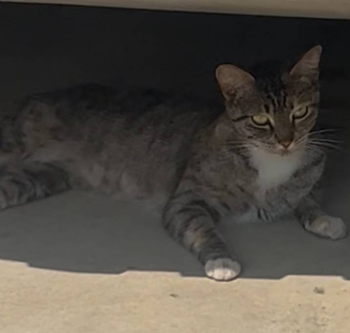 Photo of Tinker (Socks)