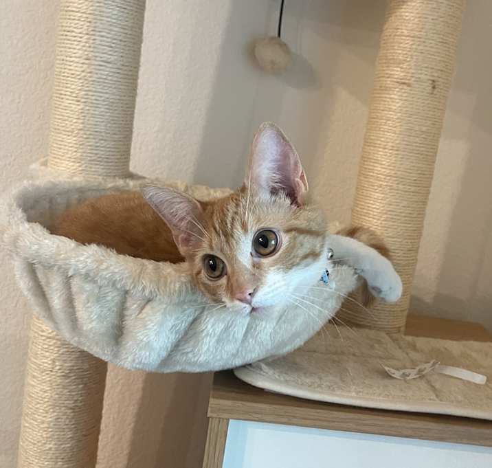 Photo of Icarus