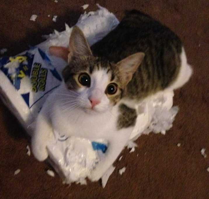 Photo of Emerson (Emmie)