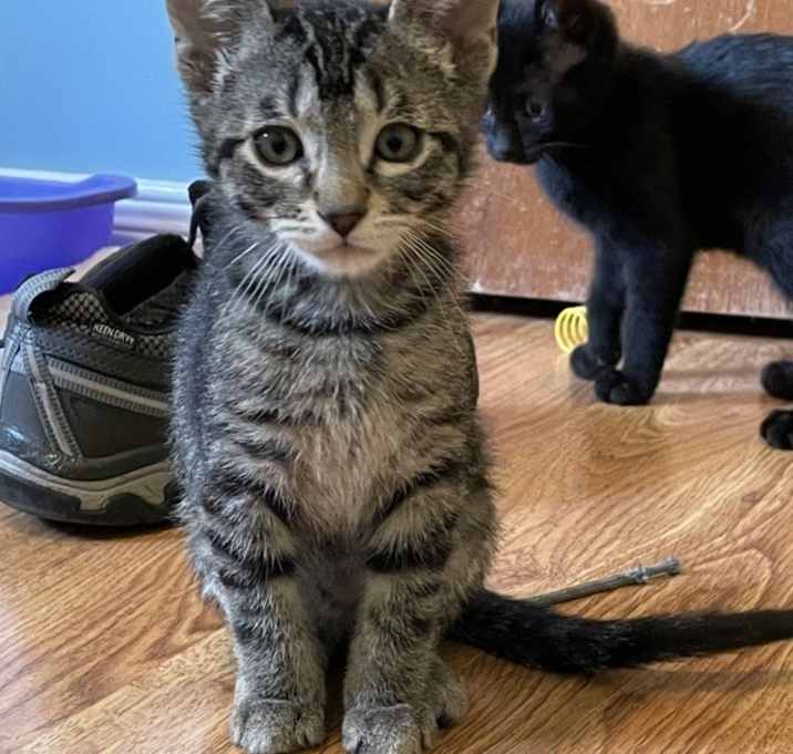 Photo of Mojito