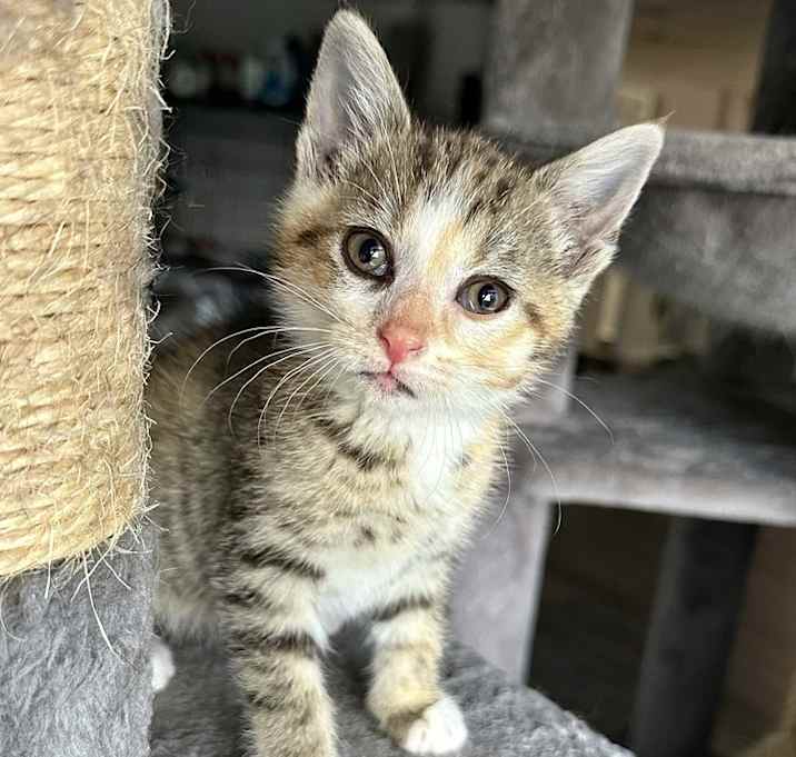 Photo of CF Kitties : Mickey