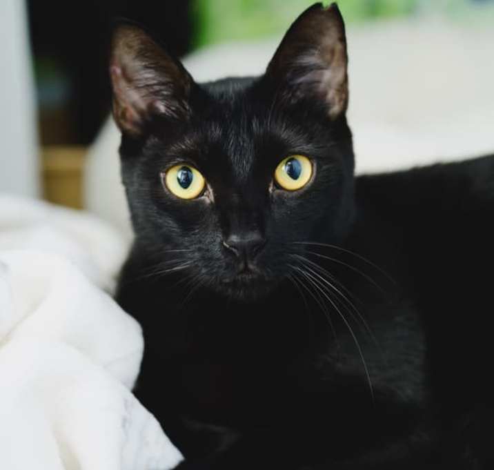 Photo of Kona