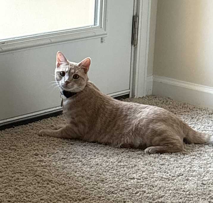 Photo of Simba