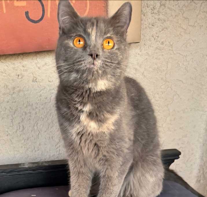 Photo of Allie