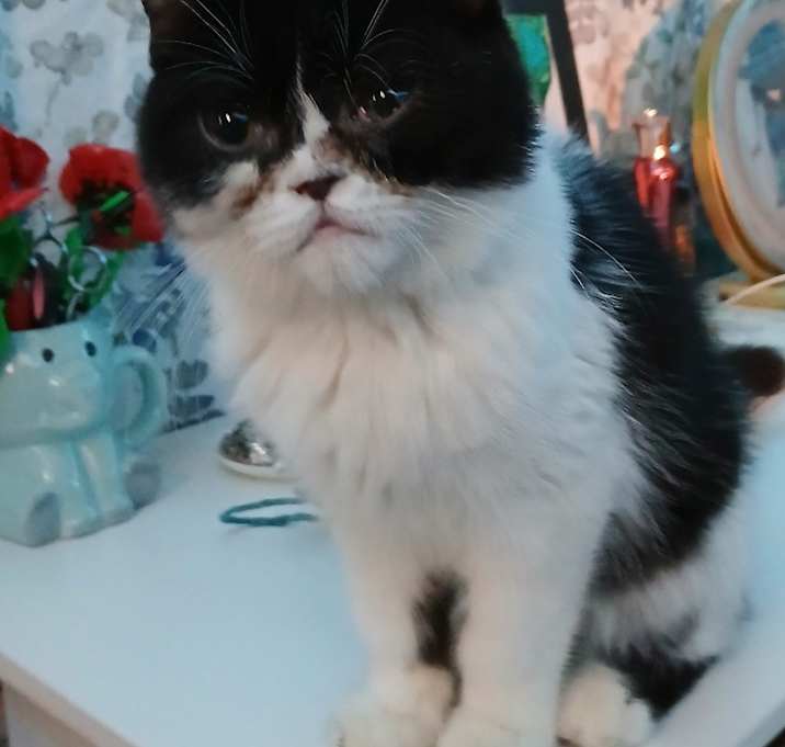 Photo of Goober