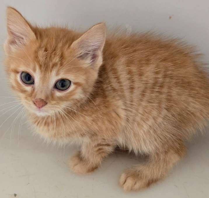 Photo of Kitten B
