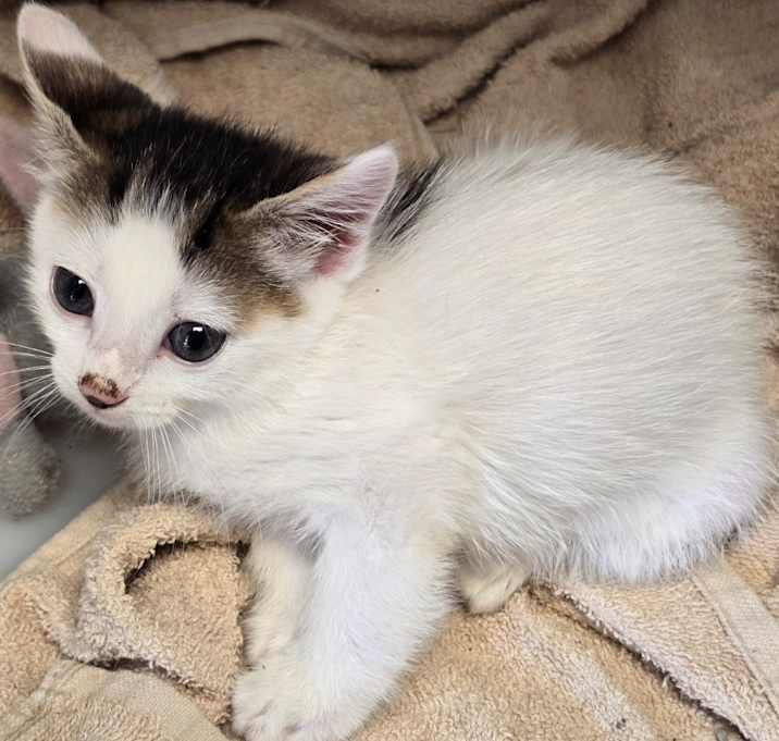Photo of Kitten A