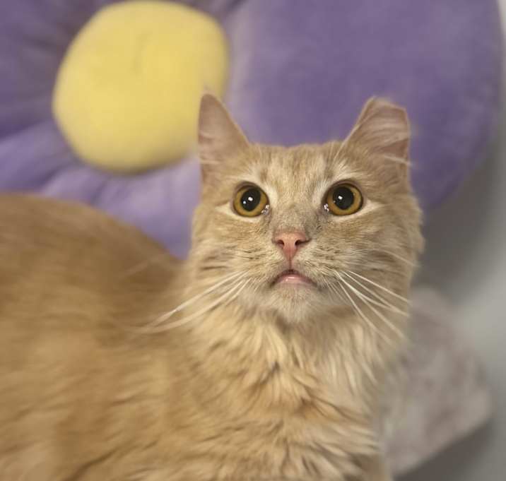 Photo of Goldie