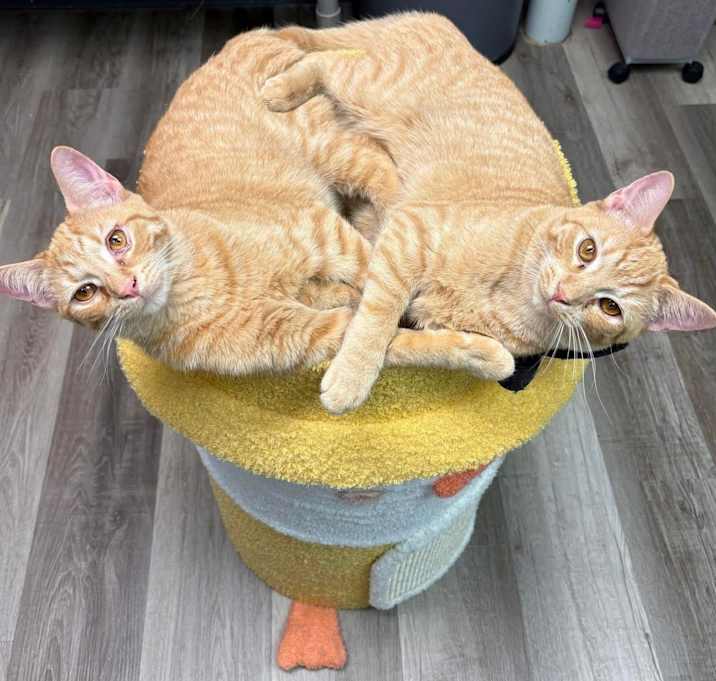 Photo of Ruby and Rio