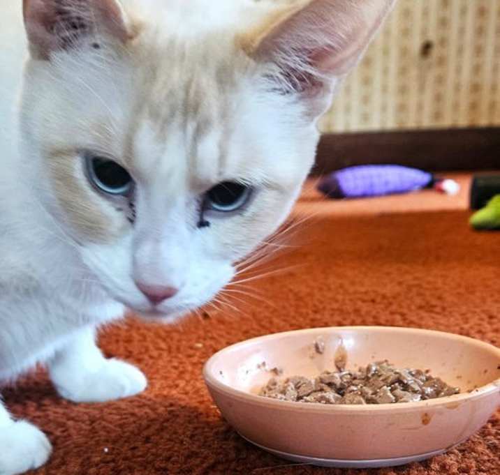 Photo of Marshmallow -- (df)