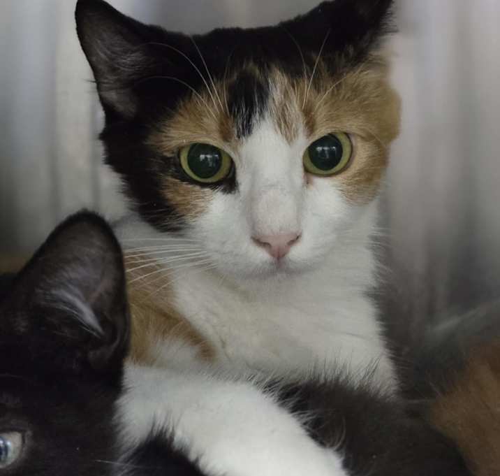 Photo of Daphne