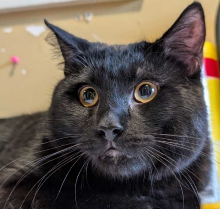 Photo of Edgar Allen Paw