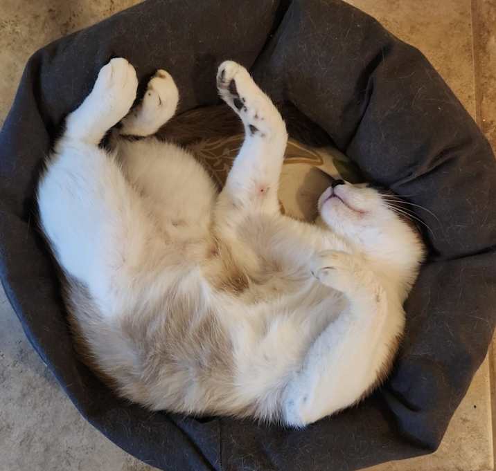 Photo of Bob