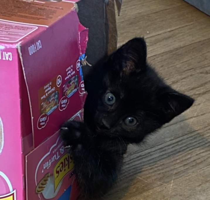 Photo of Cosmo