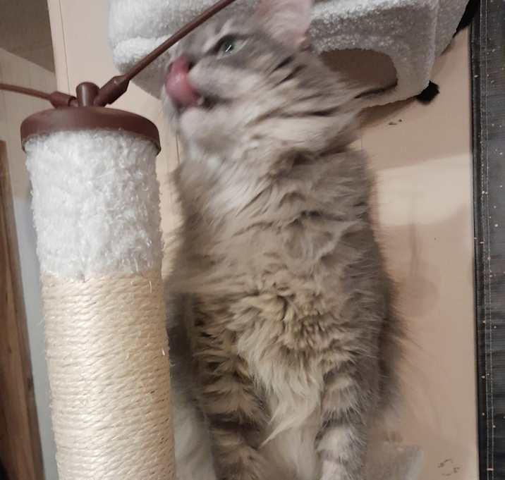 Photo of Stormy