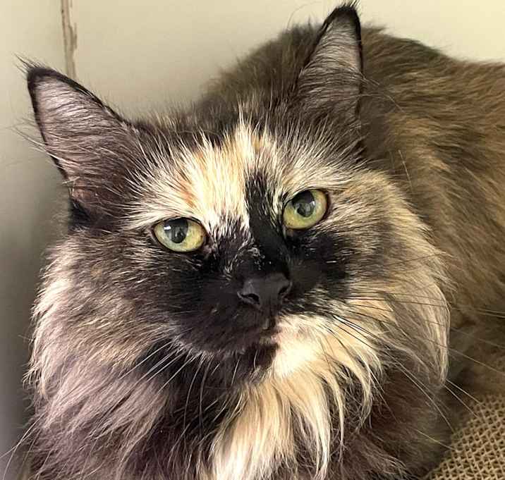 Photo of Kit Kat