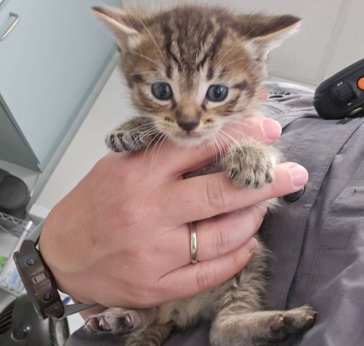 Photo of Stray