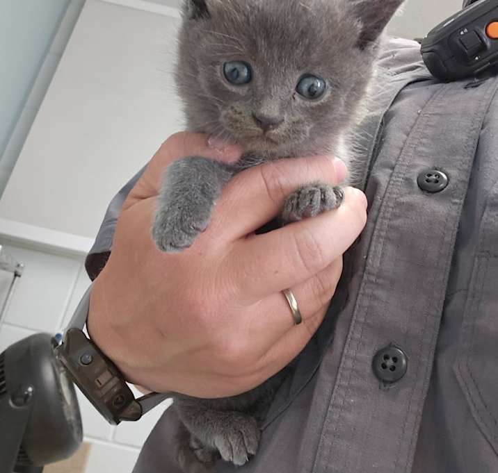Photo of Stray