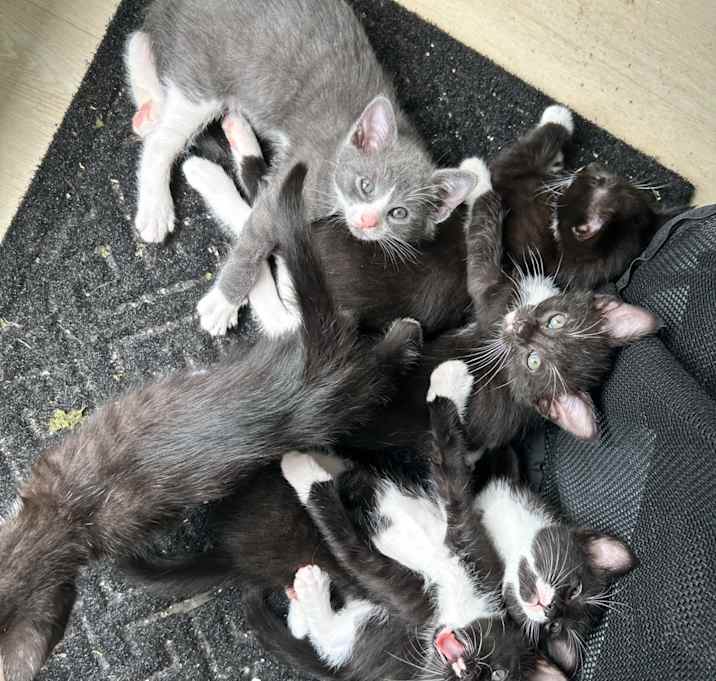 Photo of Mittens