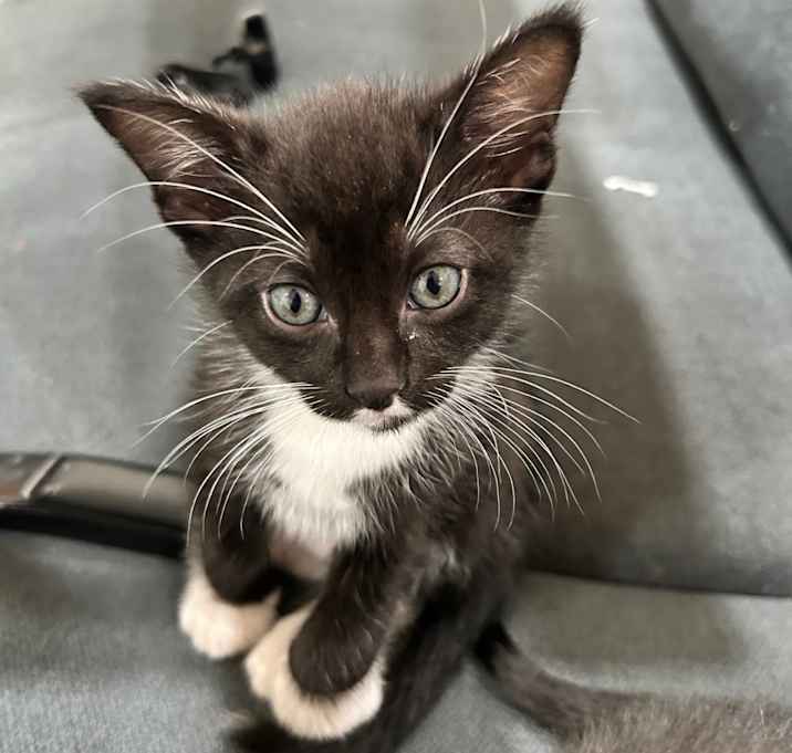 Photo of Mittens