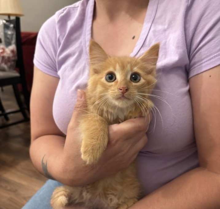 Photo of Bordeaux (Available for pre-adoption)