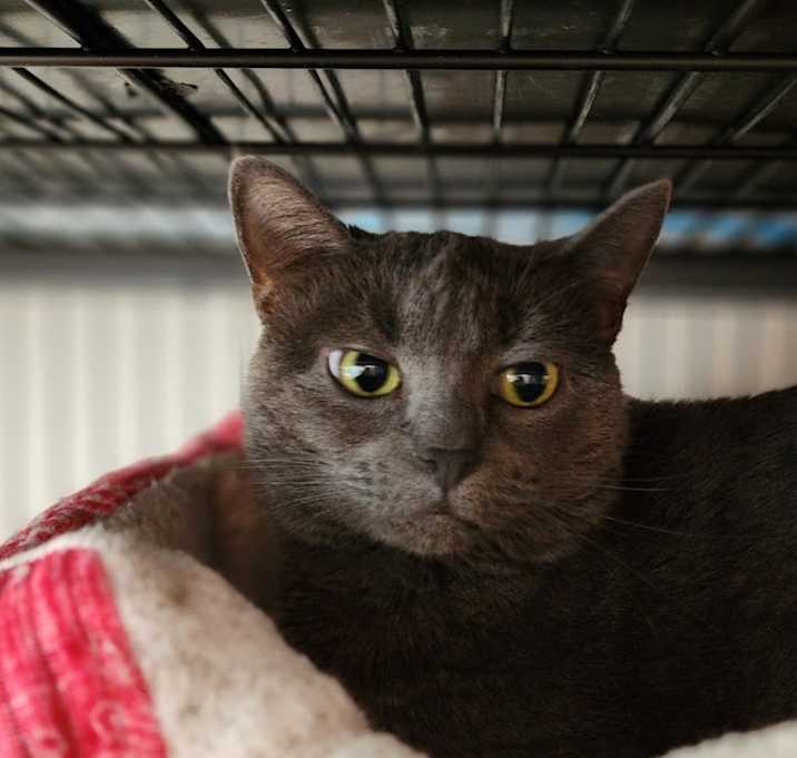 Photo of Ember