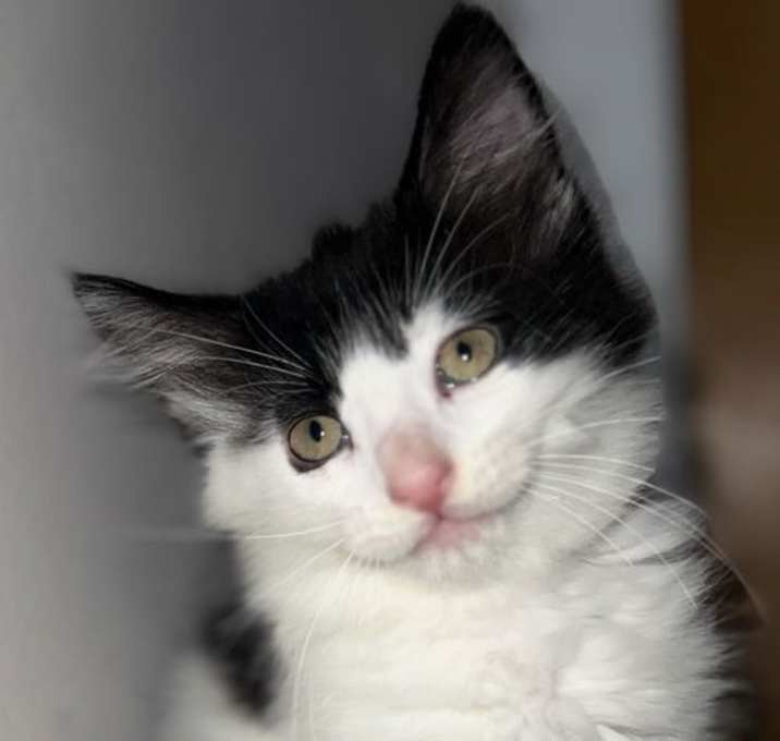 Photo of Dobby
