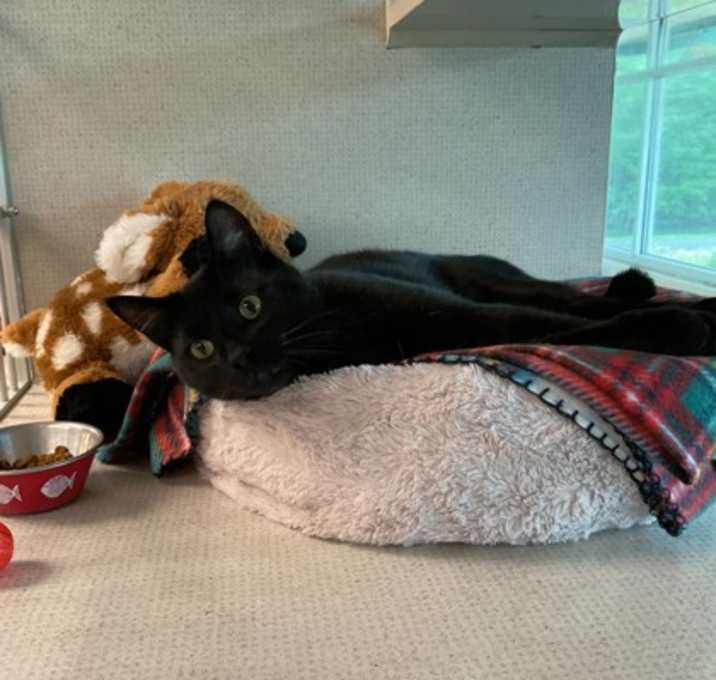 Photo of Asta
