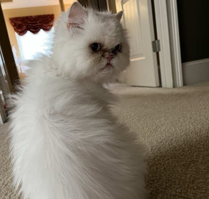 Photo of Ding Ding