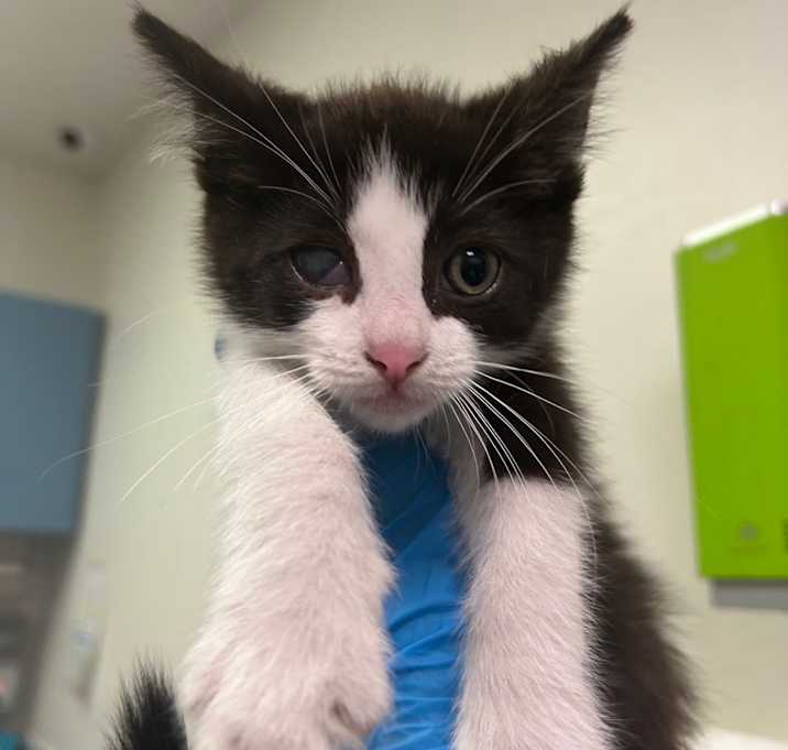 Photo of Loki