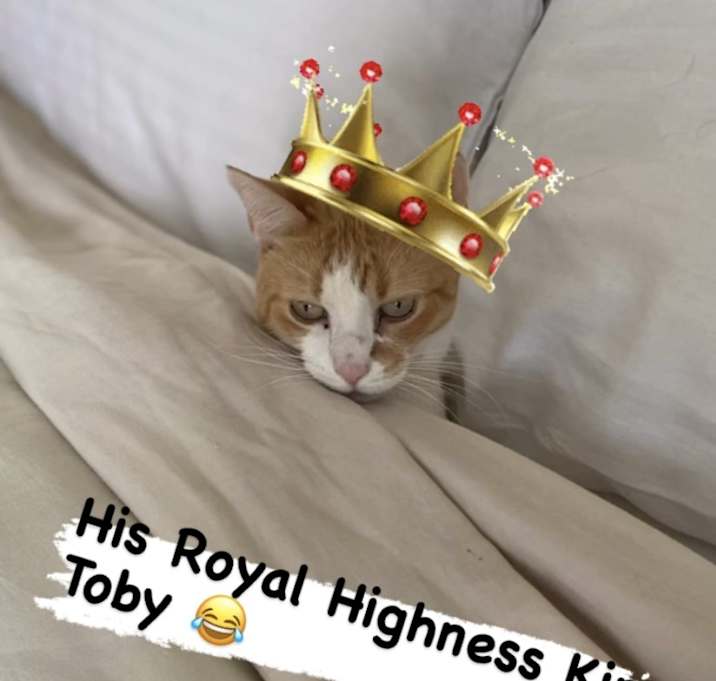 Photo of Toby