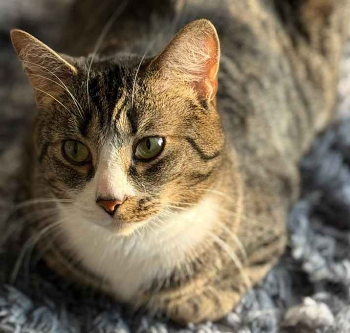 Photo of Shadow